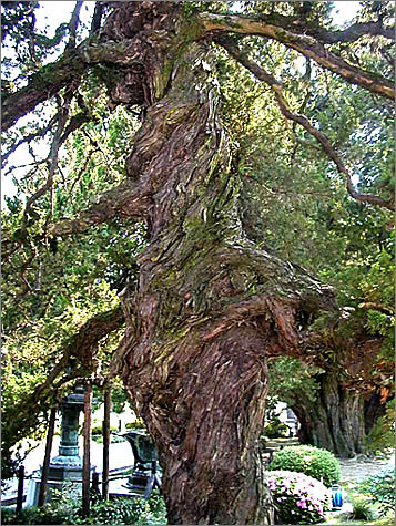 old_tree_[schott].jpg